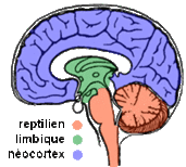 Cerveau reptilien